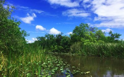 Everglades – znikająca Wielka Amerykańska Dzicz